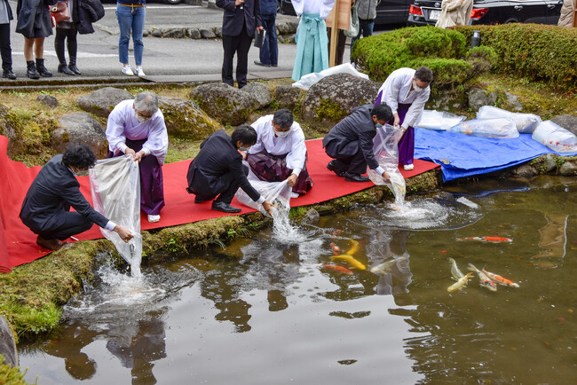 新潟県小千谷市】小千谷産の国魚・錦鯉を栃木市の県庁堀に放流し 新潟県小千谷市】小千谷産の国魚・錦鯉を栃木市の県庁堀に放流し
