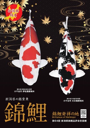 【新潟県小千谷市】農林水産祭参加第65回新潟県錦鯉品評会を開催[11月8日(土)、9日(日)]