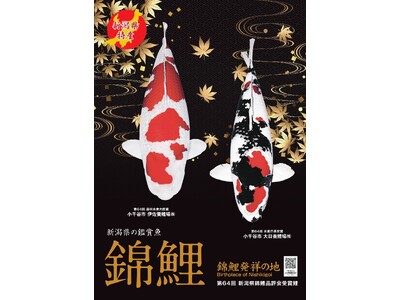 【新潟県小千谷市】農林水産祭参加第65回新潟県錦鯉品評会を開催[11月8日(土)、9日(日)]