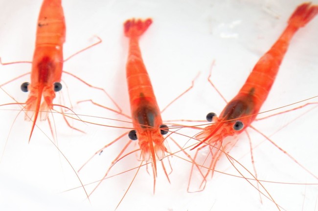 佐渡島のアマエビを、活きたまま自宅に直送！命の尊さを学べる食育セット「はねっ娘セット」