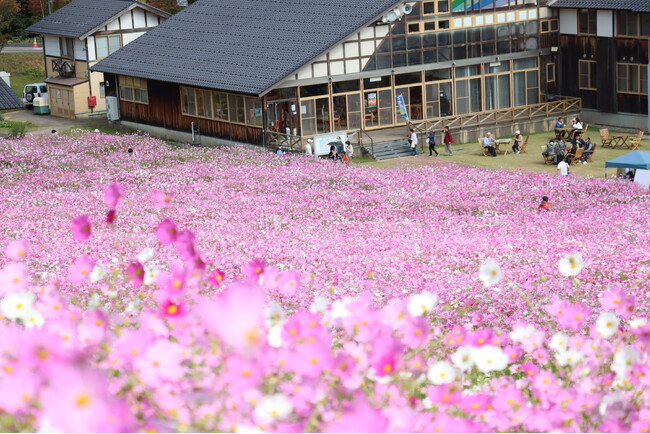 【富山県砺波市】本日スタート！100万本のコスモスが咲き誇る