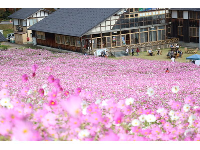 【富山県砺波市】本日スタート！100万本のコスモスが咲き誇る