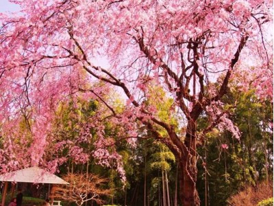 今年のお花見は松戸に行こう！『さくらの街』松戸のお花見スポット&桜まつりを一挙紹介