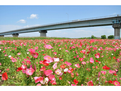 江戸川に満開のポピーを見に行こう！5月30日（土）に江戸川松戸フラワーライン春の花まつりを開催