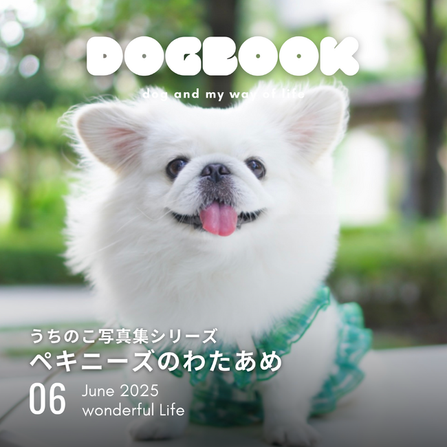 うちの愛犬の写真集が出版できる！「うちのこ写真集」シリーズ第4弾『ペキニーズのわたあめ』が発売決定！