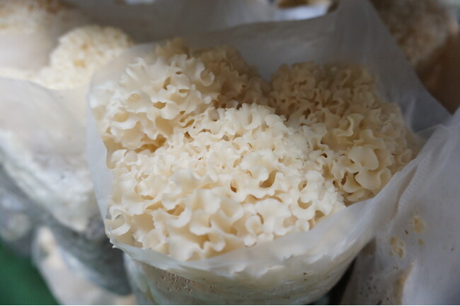 【森の環】食べるビタミンD(R)シリーズのプレミアム花びら茸『DDハナビラ』！首都圏ライフ様にて大容量200g限定サイズで販売中！