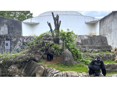 ゴリラの繁殖を目指す千葉市動物公園 本格環境整備に着手