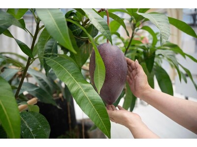 NPO法人AlonAlon（理事長 那部智史、千葉県いすみ市）は、スマートアグリシステム開発中の農園で収穫された、農薬不使用の高品質「プレミアムマンゴー」の本格販売を開始しました。