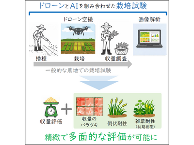 「収量」だけじゃない 様々な栽培特性を空から測る新たな枠組み―混植栽培の生産性・安定性・倒伏/雑草耐性を...