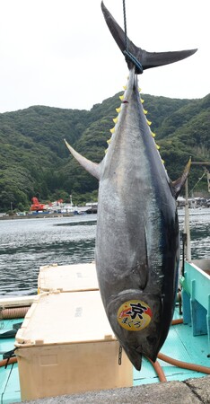 京都府内で唯一のクロマグロ養殖!短期養殖で天然と養殖の良いところ取り、赤身が上質で濃厚!生・本まぐろ年間1万本販売実績の大起水産プライベートブランド京都府伊根産「京まぐろ」10月1日販売開始!
