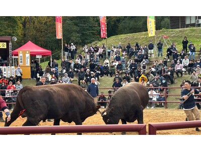 「人と牛が共に生きる文化を旅する」岩手県久慈市で闘牛体験ツアー販売開始、2026年全国闘牛サミット開催へ
