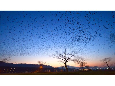 自然と人が共存する渡り鳥の楽園--蔚山南区・三湖竹林