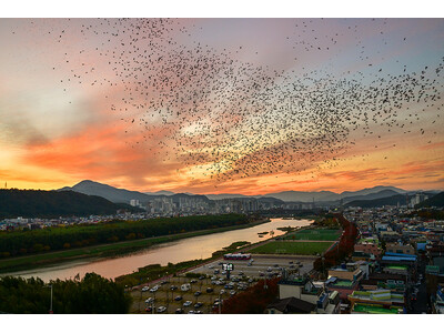 冬の空を彩るミヤマガラスの舞い自然と人が共存する都市型エコツーリズムスポット ― 蔚山南区・三湖渡り鳥公園