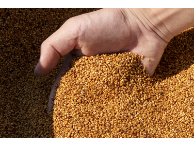 【11月5日は『 ごまの日 』】ごまが日本から消える？老舗ごまメーカーが未来へつなぐ、日本の食文化のDNA