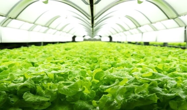 高濃度水素水を活用した“次世代型水耕栽培”の実現へ