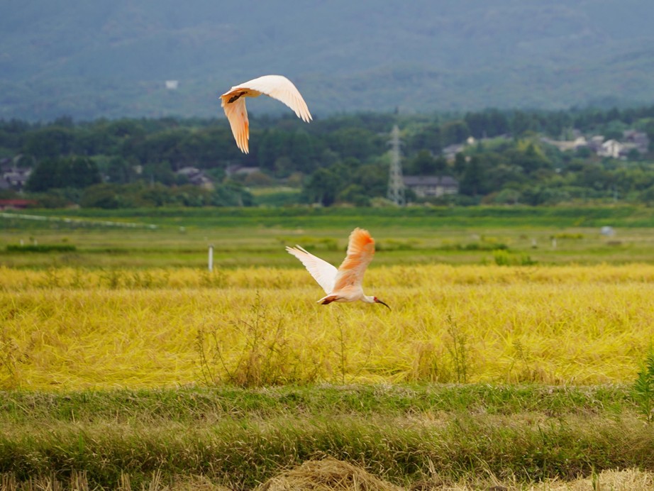 【コープデリ】「佐渡トキ応援お米プロジェクト」2025年度寄付金214万8,456円を佐渡市へ寄付