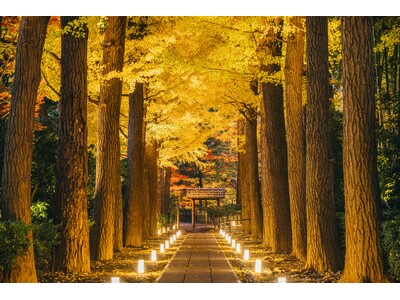 「大田黒公園 紅葉ライトアップ2025」開催のお知らせ