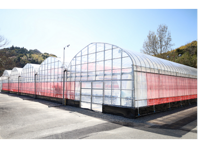 周防大島においていちご農園「マリッサベリーファーム」を開園