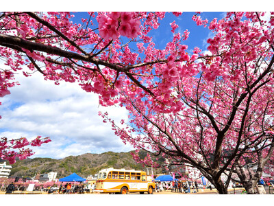 ≪全国初！観光型津波避難タワー≫と、日本で最も早咲きの桜”土肥桜”の融合「土肥桜まつり」開催！