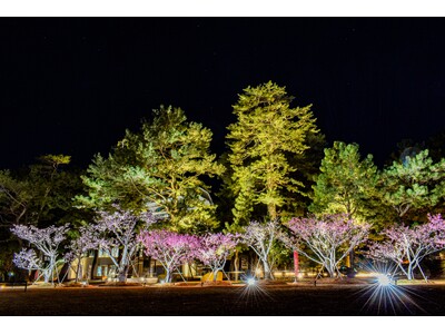 １月に満開！日本で最も早咲きの桜「土肥桜」×「夕陽」の街で、時の移ろいを楽しむ『開運桜詣で』モニターツアーを開催！