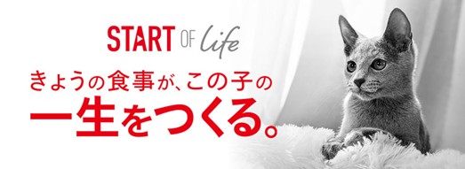 ロイヤルカナン、子猫の健やかな成長を支援する「Start of Life キャンペーン」を実施