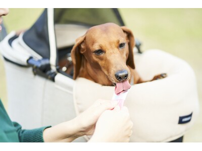 犬用和菓子ブランド【1ANKOわんこのあんこ】はインテックス大阪で開催される「第3回インターペット大阪」に出展いたします！