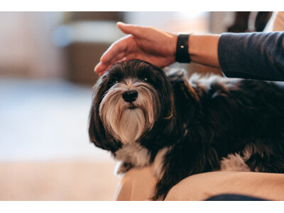 【山口・川棚温泉の温泉旅館】愛犬とともに食事を楽しむ「わんファミリー留狗留（るくる）」が11月11日にオープン