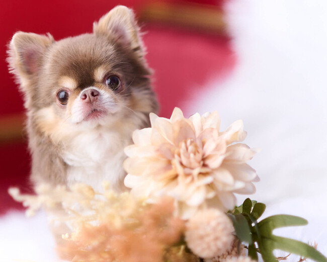 Instagramで3.2万人以上のフォロワーを持つ🐾 超絶美少女犬🐾 のえるちゃんがPET MODEに来てくれました！【撮影レポート】