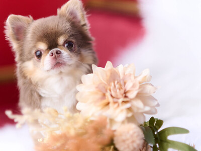 Instagramで3.2万人以上のフォロワーを持つ🐾 超絶美少女犬🐾 のえるちゃんがPET MODEに来てくれました！【撮影レポート】