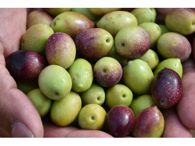 早摘み、力強いグリーンの今季収穫新油到着！スペイン地元品評会部門＜最高位＞受賞、日本オリーブ株式会社の1992年より続くスペイン自社農園産エキストラバージンオリーブオイル数量限定発売！