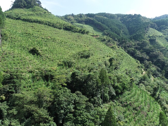 【宮崎県延岡市】森林整備から生まれたJ-クレジットを全国一般販売開始