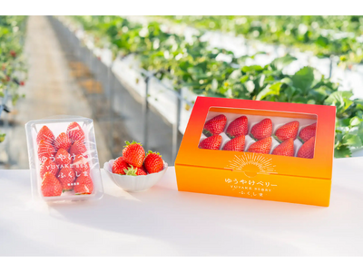 福島の新しいいちご「ゆうやけベリー」1月24日(土)から試食販売を行うフェア福島県内各所で開催！