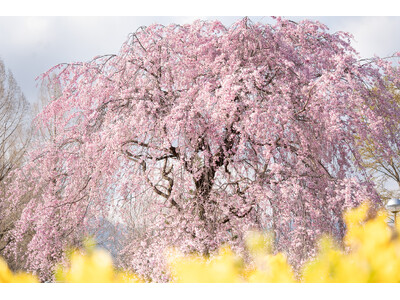 【リニューアル後初の春】ぐんまフラワーパークプラス「サクラウィーク」初開催。珍しい緑の桜、自分で摘んで作...