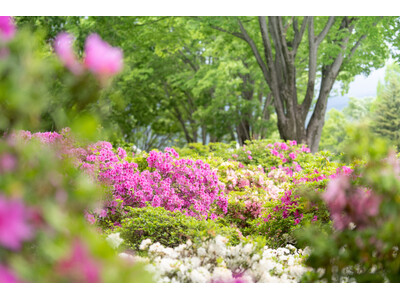 【ぐんまフラワーパークプラス】ツツジが見頃！GWは親子で「花とおしごと」を体験！「キッズマルシェ」と「フ...