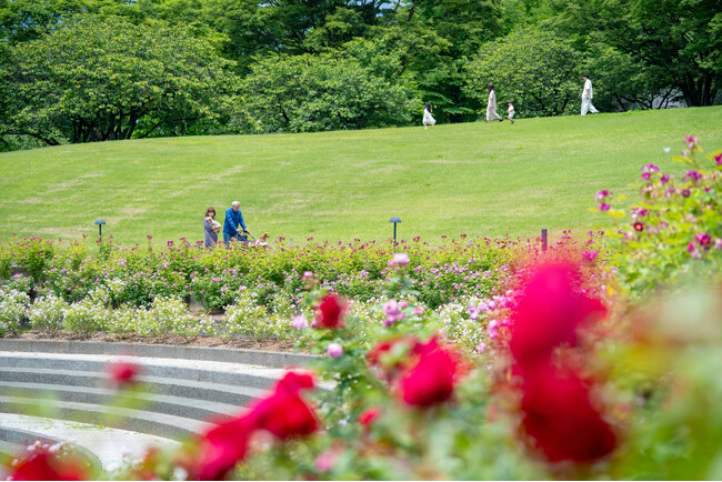 群馬県内最多5,700株の春バラに包まれる「ROSE WEEK」リニューアル後初開催！ここでしか見られないオリジナル品種も。5月中旬にバラが満開に。【ぐんまフラワーパークプラス】