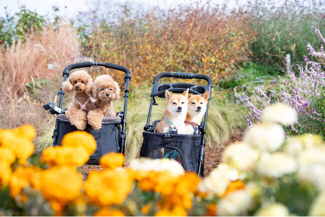 群馬の新たな大型ドッグイベント！【100店舗超が集結】「BOW PARADE(バウパレード)」初開催。愛犬と春の花々を歩く2日間。限定アクティビティやパレードも。『ぐんまフラワーパークプラス』