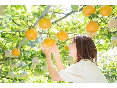 【佐賀・伊万里】旬の伊万里梨を味わう2日間！8月29日(土)・30日(日)市内4か所で「豊水梨まつり」開催