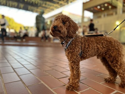 【野外民族博物館リトルワールド】愛犬ともっと身近に。施設内の「ワンちゃん同伴可能エリア」を大幅拡大！飼い主様に嬉しいドッグポールも14か所新設。《愛知》