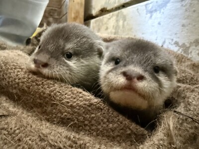 【南知多ビーチランド】コツメカワウソの赤ちゃんの愛称を募集します＜愛知＞