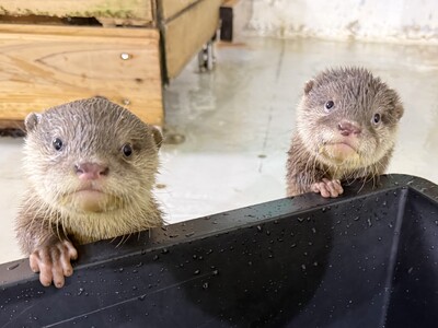 【南知多ビーチランド】世界カワウソの日を記念した特別イベント開催！5月23日（土）より＜愛知＞