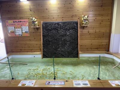 【南知多ビーチランド】物価高を吹き飛ばせ！！『お金(かね)鯉(コイ)！にエサやり体験』スタート＜愛知＞