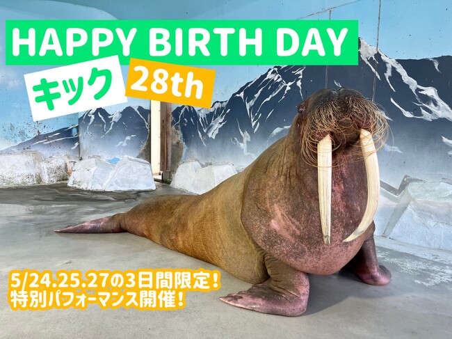 【南知多ビーチランド】セイウチの「キック」　誕生日イベント開催！　2025年5月24日、25日、27日＜愛知＞