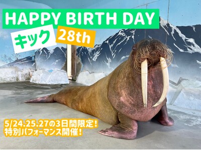 【南知多ビーチランド】セイウチの「キック」　誕生日イベント開催！　2025年5月24日、25日、27日＜愛知＞