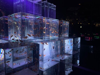 【南知多ビーチランド】優雅な金魚が織りなす「和」の水中世界!特別展『「金魚」~2025夏~』開催!202...