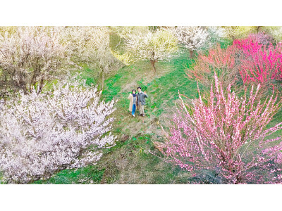 【限定6組】夜はライトアップ、朝はドローン空撮。日本三名園「偕楽園」で二つの絶景を独占する、「水戸の梅まつり特別宿泊プラン」を販売開始