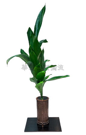 プレスリリース「500年の時を超え、花が語る相阿彌眞相の精神 -華道相阿彌流が記念華展の開催概要を発表-」のイメージ画像