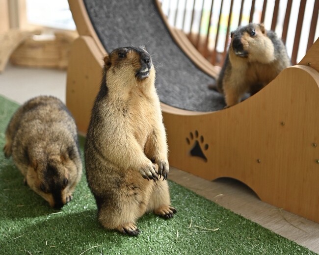 世界初のマーモット保護カフェ「マーモット村大阪」プレオープン初日から満員御礼 「見るだけで守る」新しい保護のカタチ