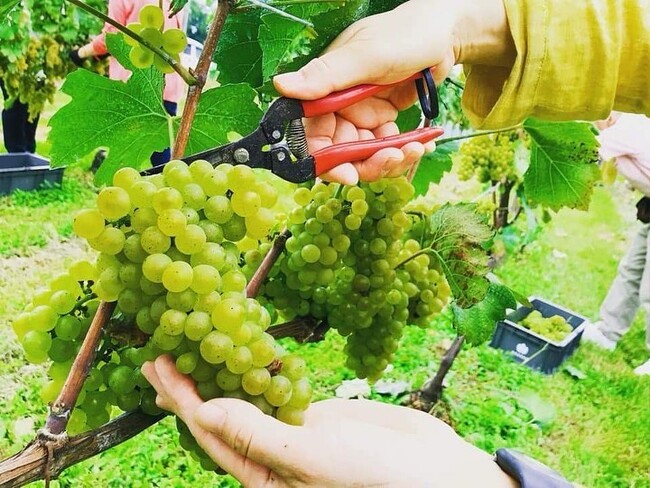 ≪飯綱町×サンクゼール≫ワイン用ぶどう収穫体験ツアー「ぶどうの季節、五感で味わうワイナリー体験」を開催