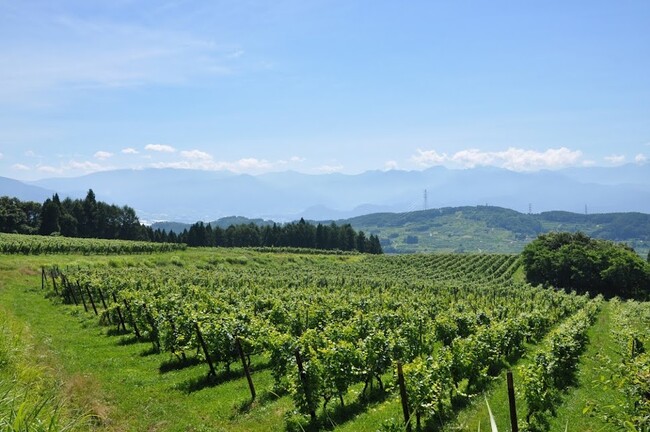 《飯綱町×サンクゼール》町の魅力満載の移住体験ツアー「シードルと星空、ぶどう園で迎える朝陽ブレックファースト」【サンクゼール】