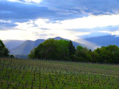 【長野・飯綱町】生産者と歩く広大なぶどう園トレッキングや「摘果体験」も。5/16開催『いいづなシードルガ...